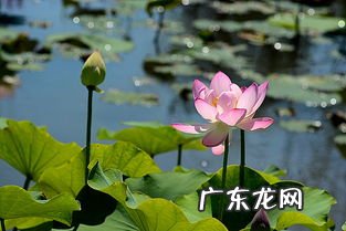 荷花什么时候开放什么时候闭合 荷花什么时候开花一天之内几点钟开放