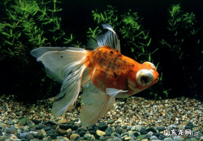 金鱼出水吐气 金鱼嘴贴水面