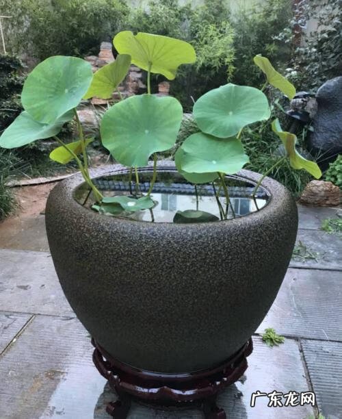 风水中天井指什么