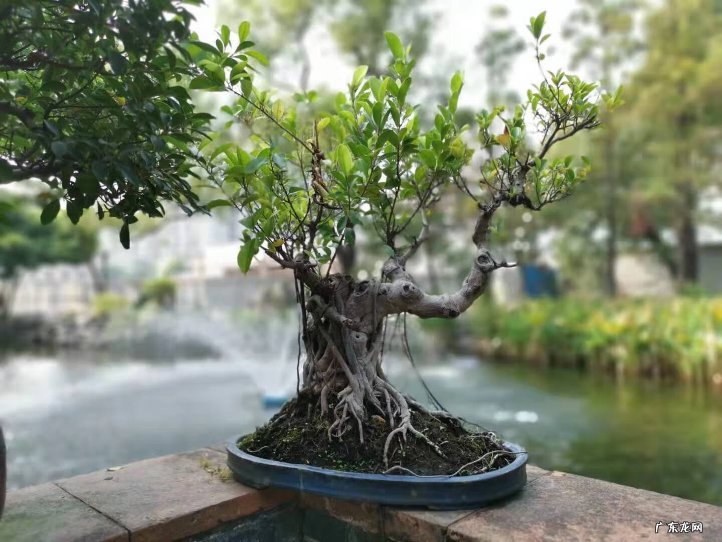 风水中天井指什么