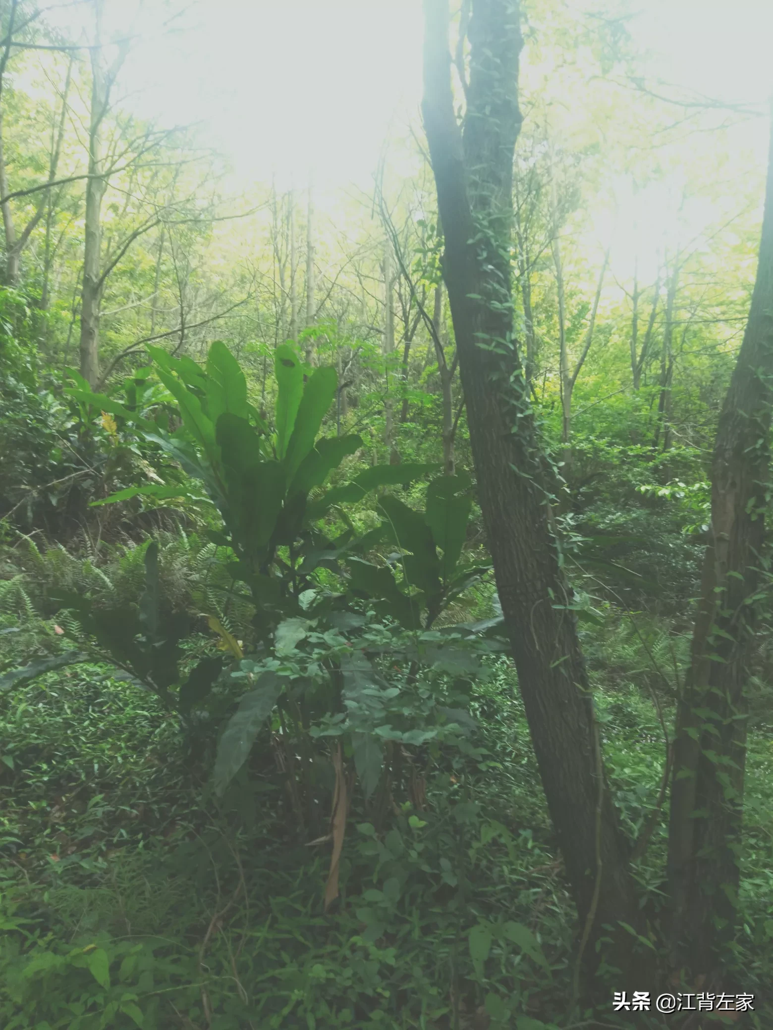 人人都说浙江山水好,面对浙江好山水或者祖国的大好河山,用哪些诗句来形容合适呢?