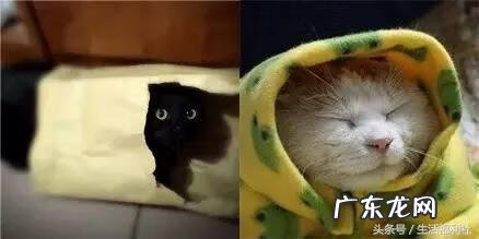 小懒猫的故事 小懒猫是什么意思