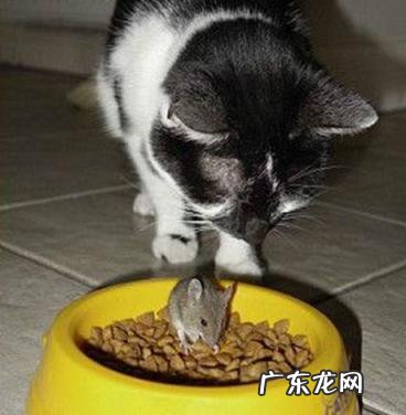 梦见猫和狗同时出现在家里什么预兆 做梦梦见猫和狗同时出现在我家