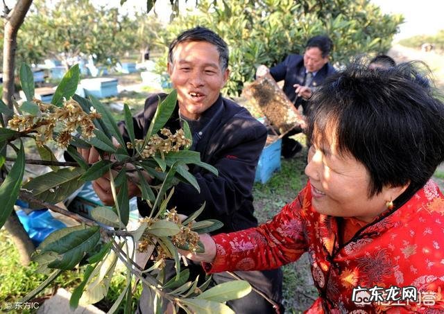 农村老人喜欢收集枇杷花,枇杷花有什么作用呢?