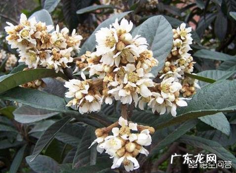 农村老人喜欢收集枇杷花,枇杷花有什么作用呢?