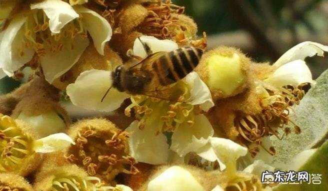 农村老人喜欢收集枇杷花,枇杷花有什么作用呢?