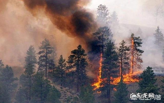 原始森林里的瘴气,主要化学成分是什么?如何产生的?