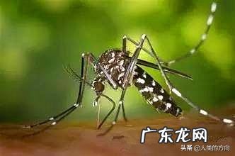 原始森林里的瘴气,主要化学成分是什么?如何产生的?