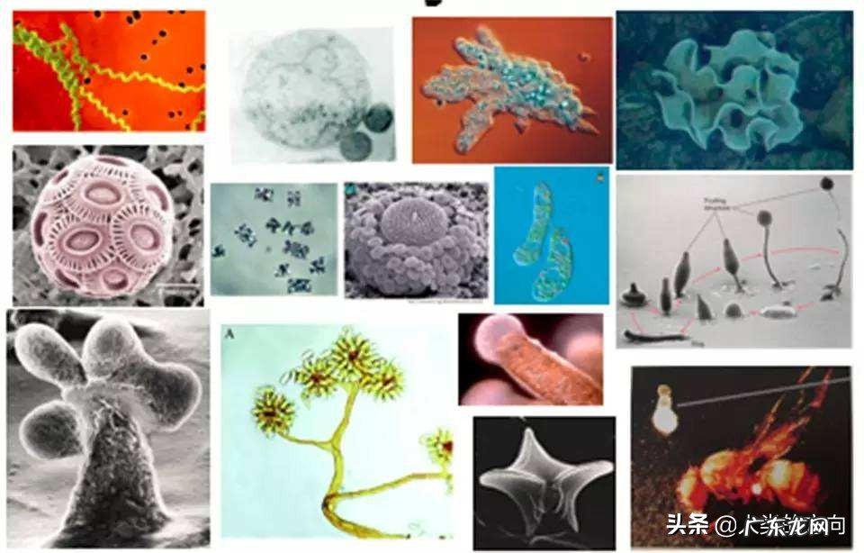 原始森林里的瘴气,主要化学成分是什么?如何产生的?