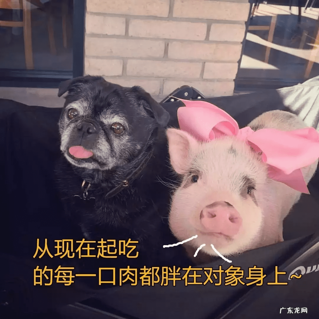 猪女为什么叫猪女 猪猪女孩是什么意思