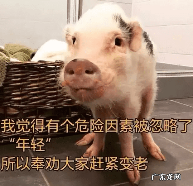 猪女为什么叫猪女 猪猪女孩是什么意思