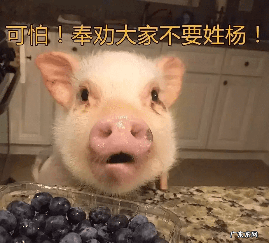 猪女为什么叫猪女 猪猪女孩是什么意思