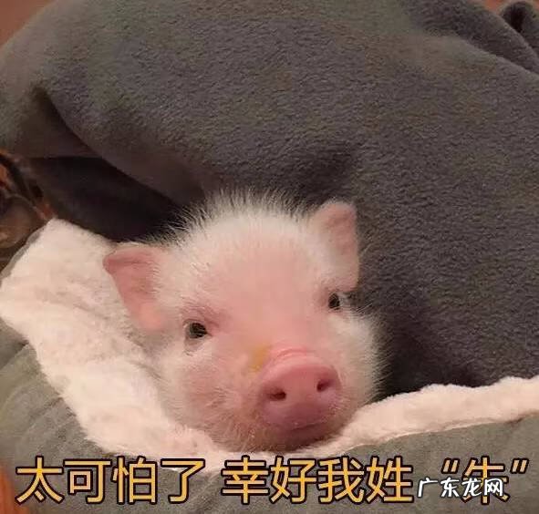 猪女为什么叫猪女 猪猪女孩是什么意思