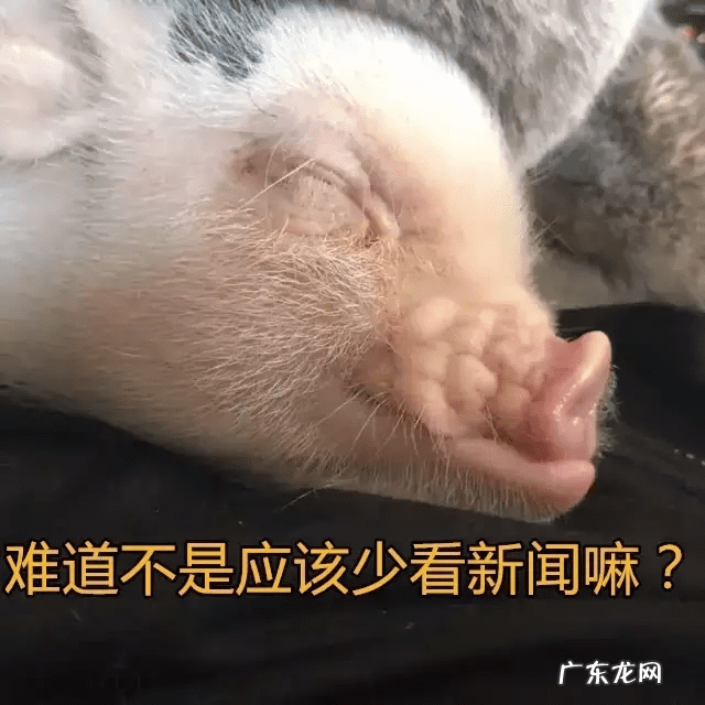 猪女为什么叫猪女 猪猪女孩是什么意思