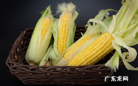 玉米的功效作用与食用禁忌