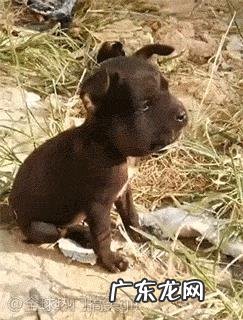 你们觉得宠物猪可爱么?