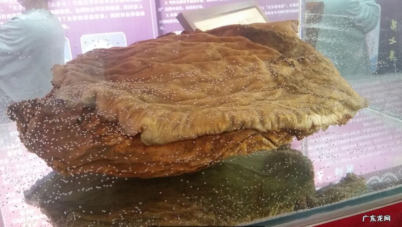 “太岁”究竟是什么?为什么有人说“太岁”的生长违背了自然规律?