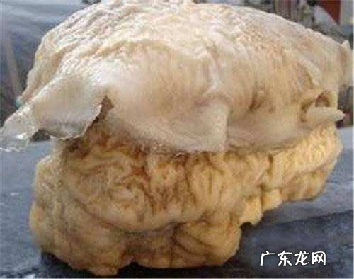 “太岁”究竟是什么？为什么有人说“太岁”的生长违背了自然规律？