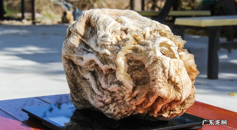 “太岁”究竟是什么?为什么有人说“太岁”的生长违背了自然规律?