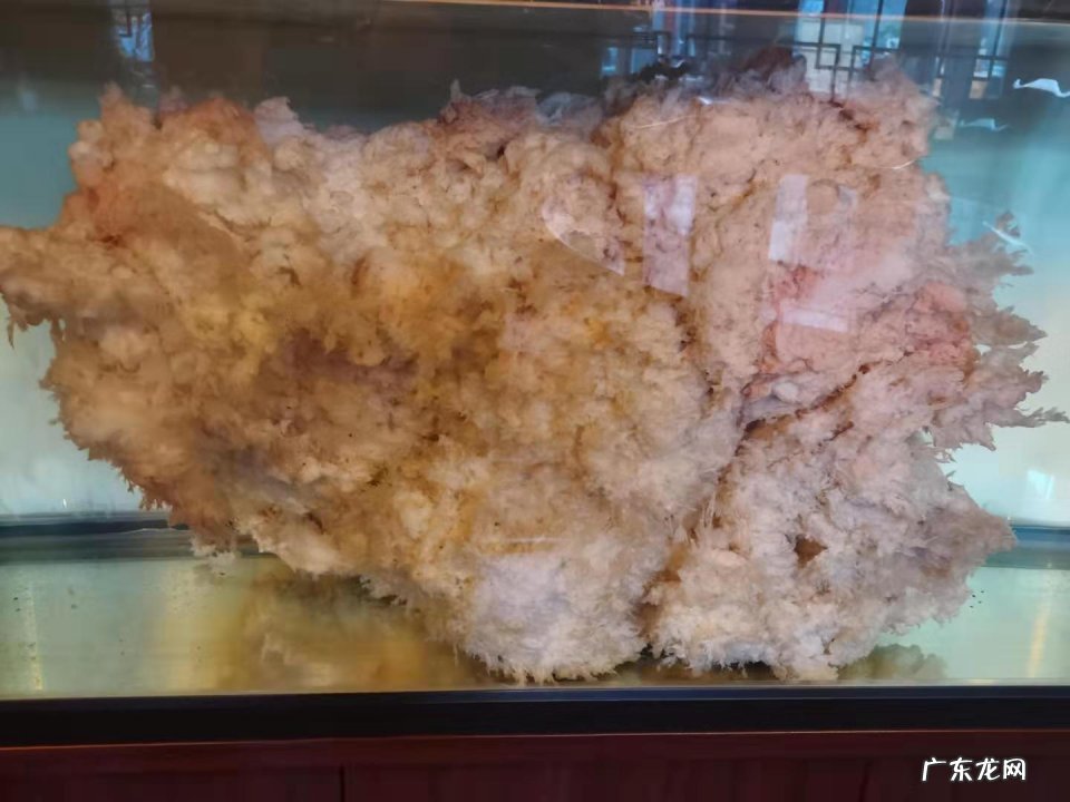 “太岁”究竟是什么?为什么有人说“太岁”的生长违背了自然规律?