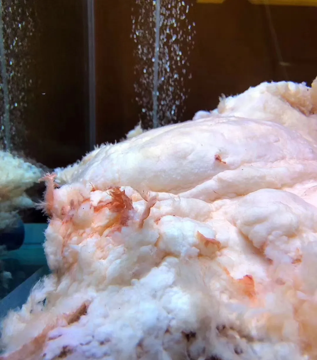 “太岁”究竟是什么?为什么有人说“太岁”的生长违背了自然规律?