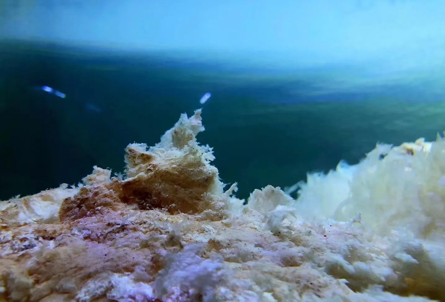 “太岁”究竟是什么?为什么有人说“太岁”的生长违背了自然规律?