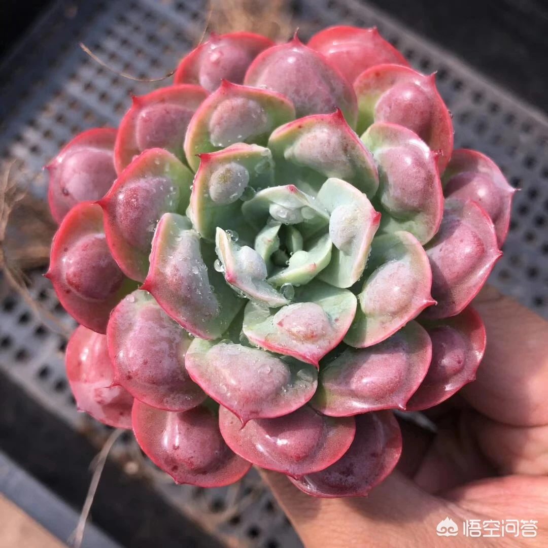 如何让多肉雨滴上的雨滴长大?