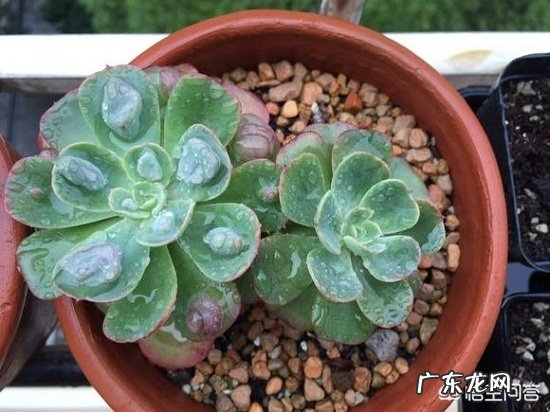 如何让多肉雨滴上的雨滴长大?