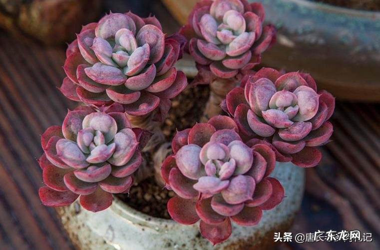 如何让多肉雨滴上的雨滴长大?