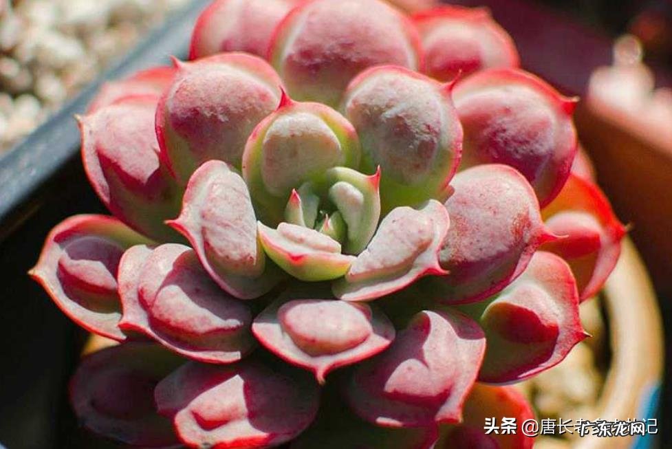 如何让多肉雨滴上的雨滴长大?