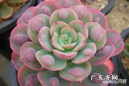 如何让多肉雨滴上的雨滴长大?