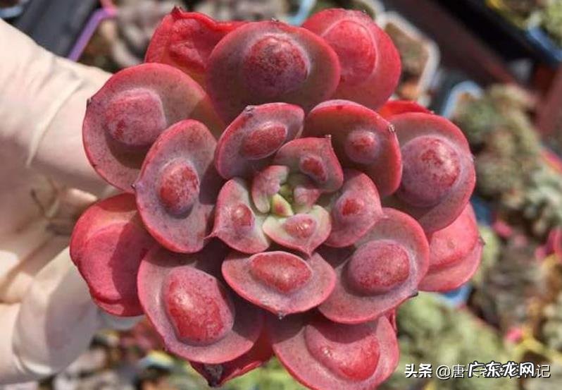 如何让多肉雨滴上的雨滴长大?