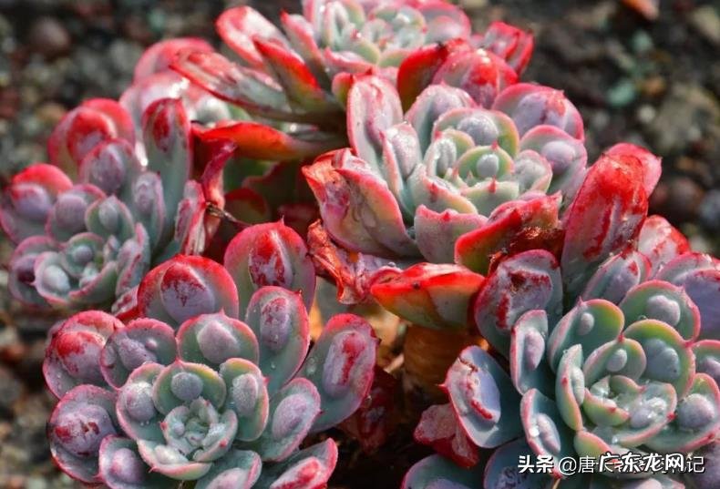 如何让多肉雨滴上的雨滴长大?