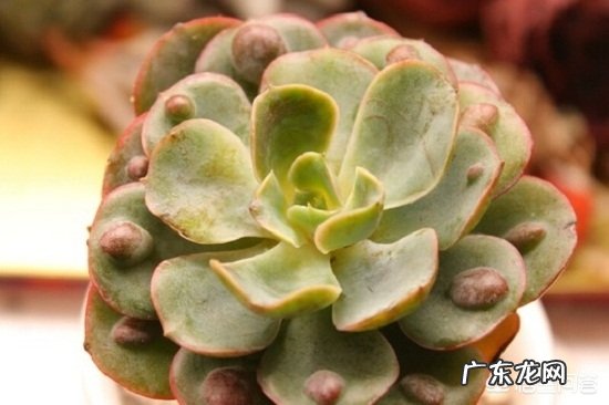 如何让多肉雨滴上的雨滴长大?