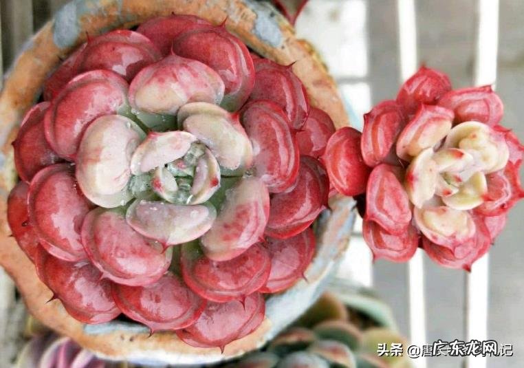 如何让多肉雨滴上的雨滴长大?