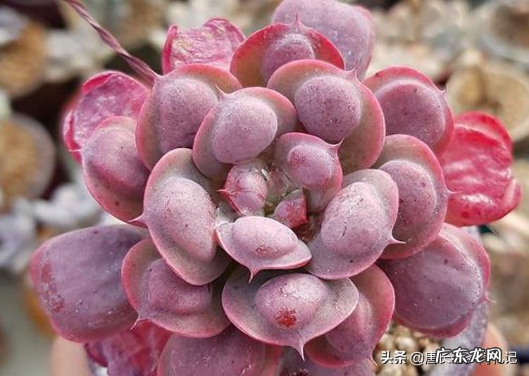 如何让多肉雨滴上的雨滴长大?