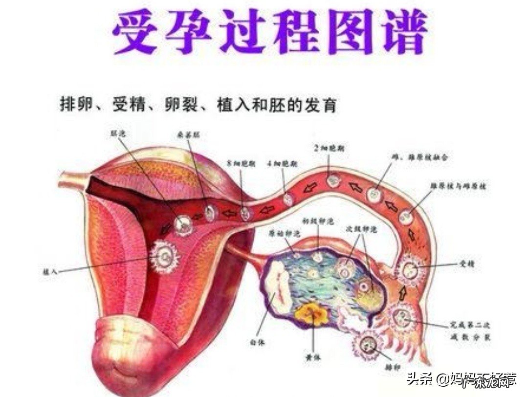想怀孕最好方法是什么?