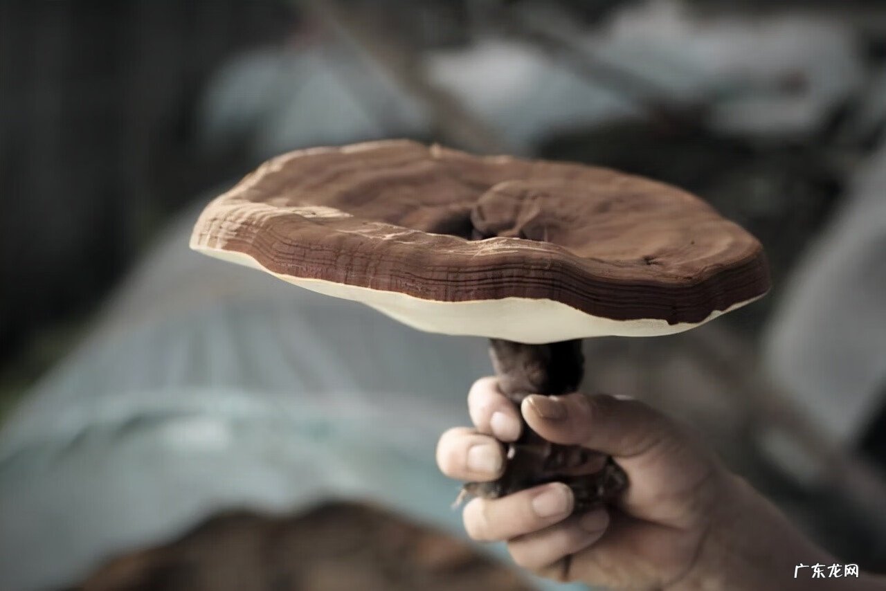 坟地选在长竹子地方好吗 坟墓上出竹子风水好吗