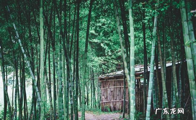 坟地选在长竹子地方好吗 坟墓上出竹子风水好吗