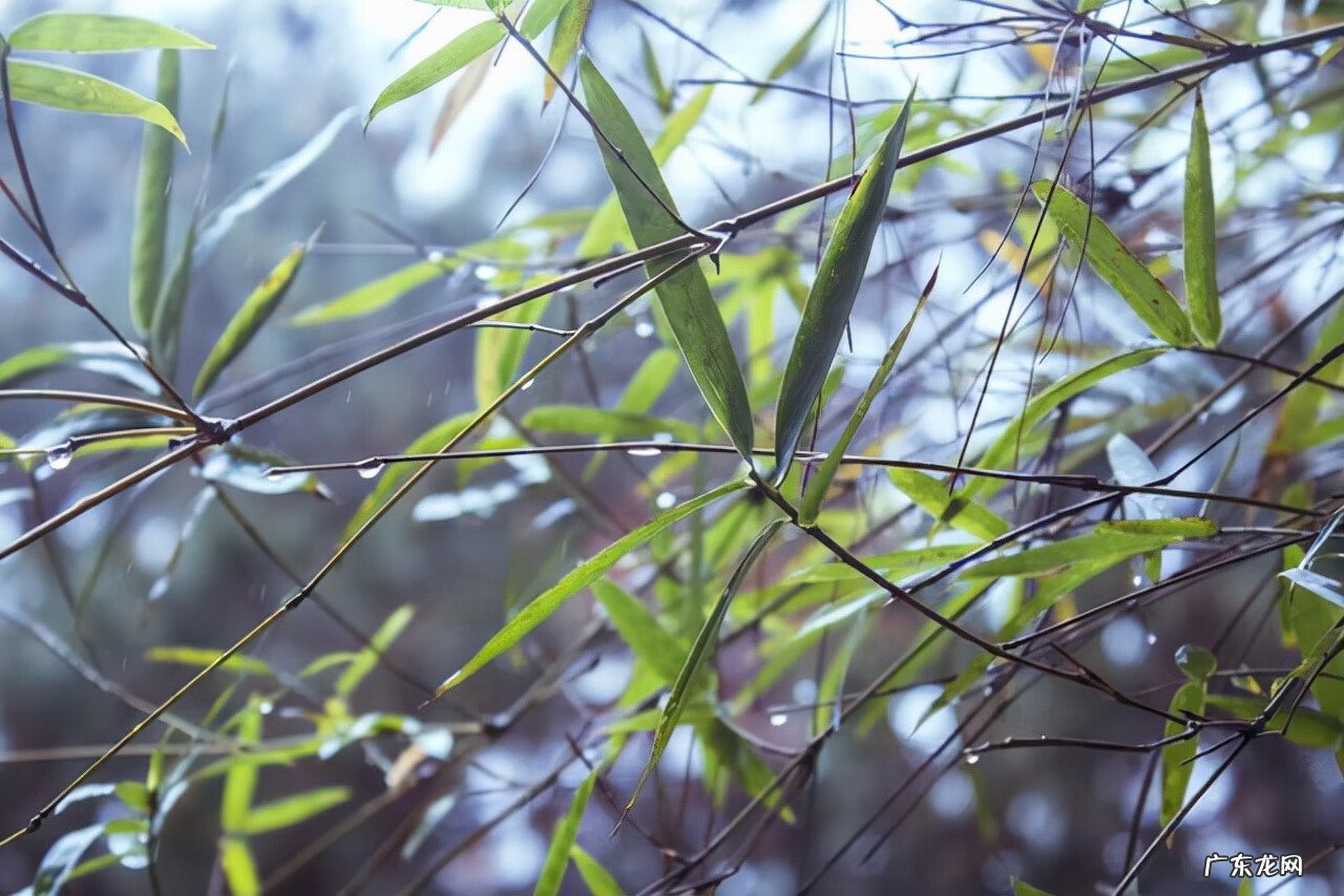 坟地选在长竹子地方好吗 坟墓上出竹子风水好吗