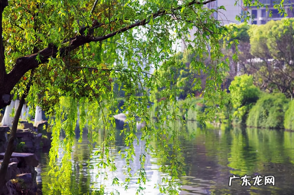 坟地选在长竹子地方好吗 坟墓上出竹子风水好吗