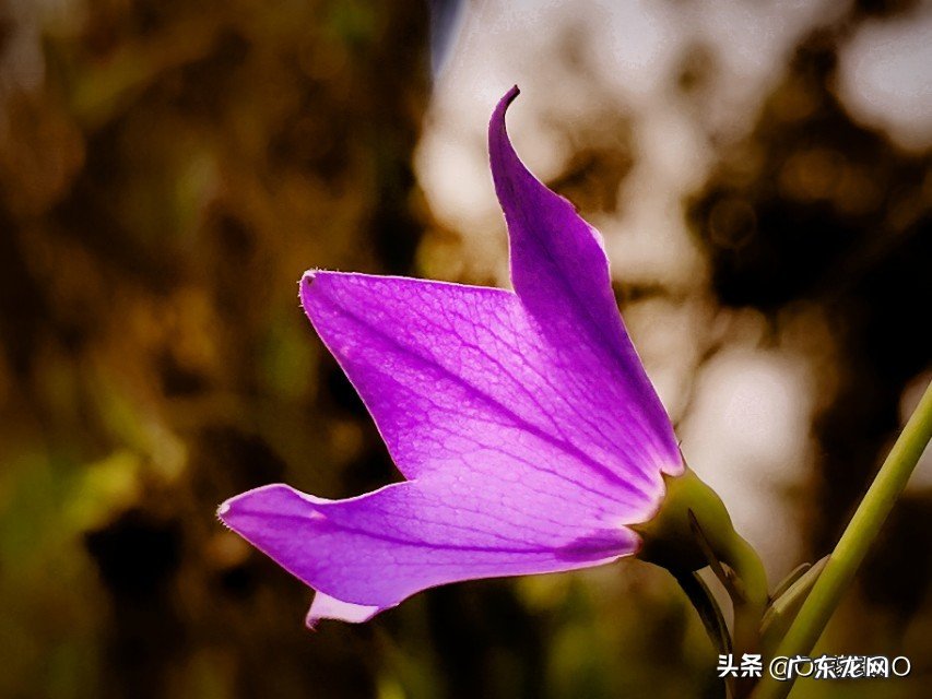 喜欢拿着手机一路随拍,记录沿途美景让人沉醉的那一刻…如果你也喜欢能一起分享下吗?