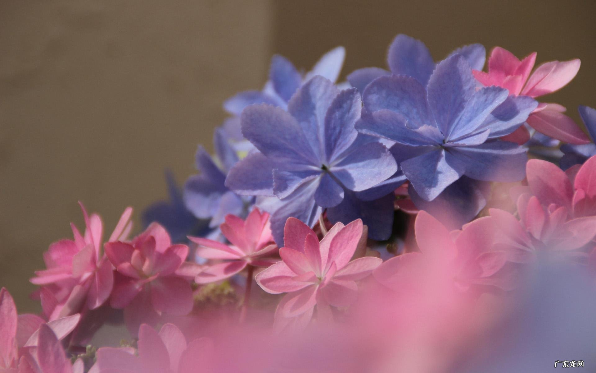 属龙的人直觉准吗?