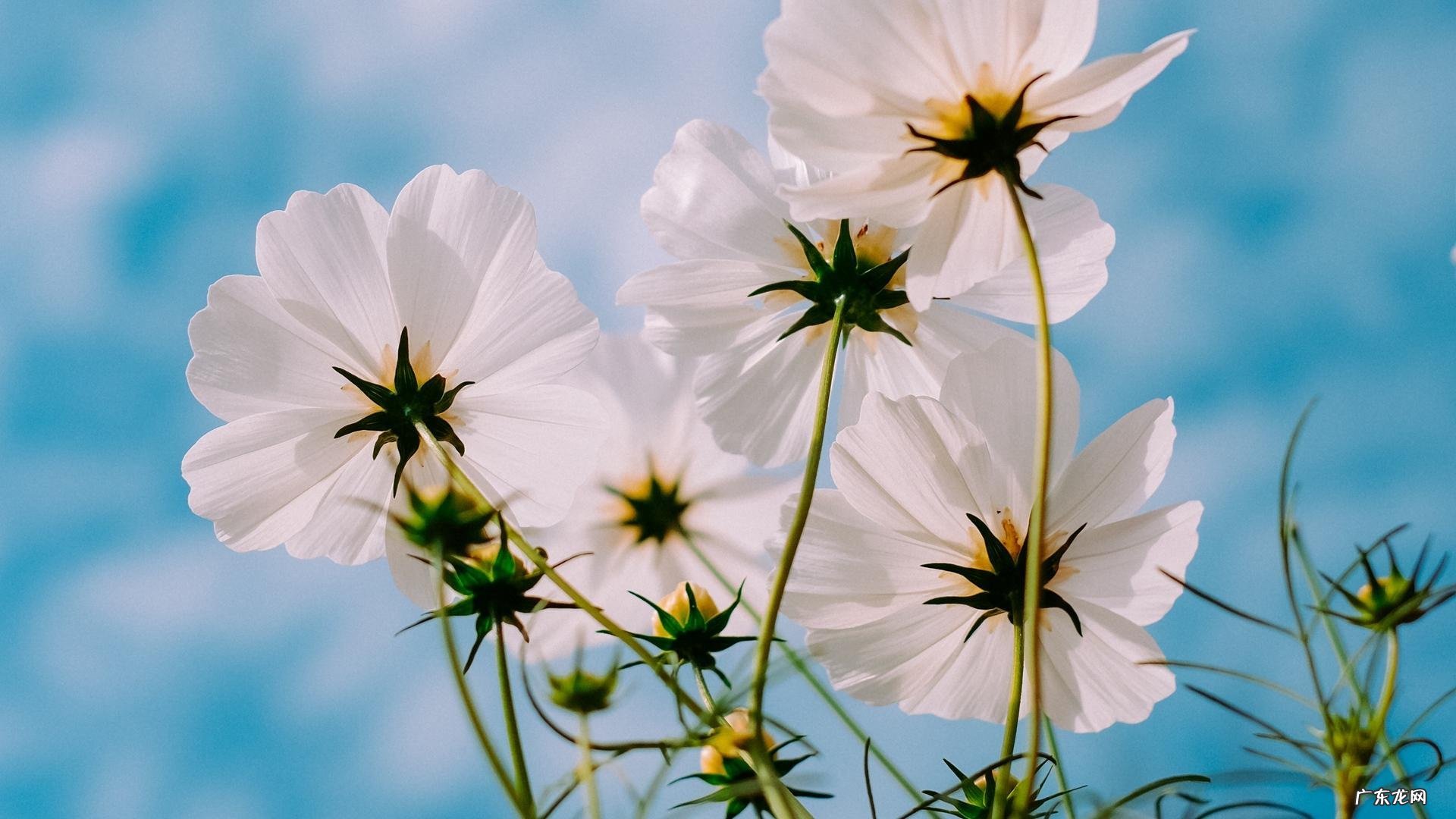 属龙的人直觉准吗?