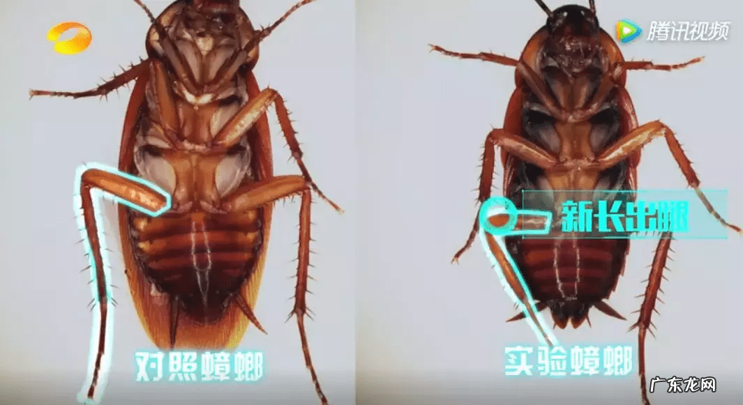蟑螂忽然消失是什么征兆 家里蟑螂突然变多预示着