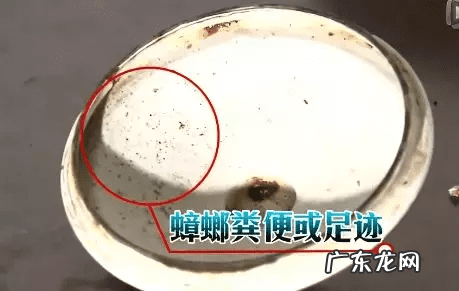 蟑螂忽然消失是什么征兆 家里蟑螂突然变多预示着