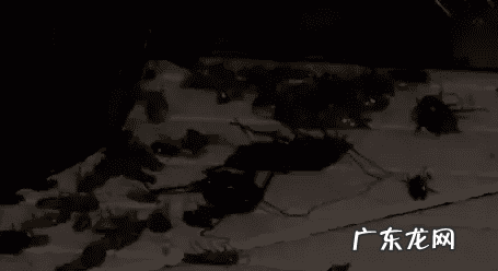 蟑螂忽然消失是什么征兆 家里蟑螂突然变多预示着