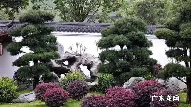 楼梯拐角放什么植物好 建筑拐角的地方要种高大乔木风水