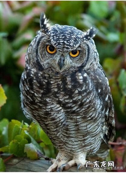 早晨鸟飞进家里的寓意 小鸟飞入家栖息在时钟上风水好吗