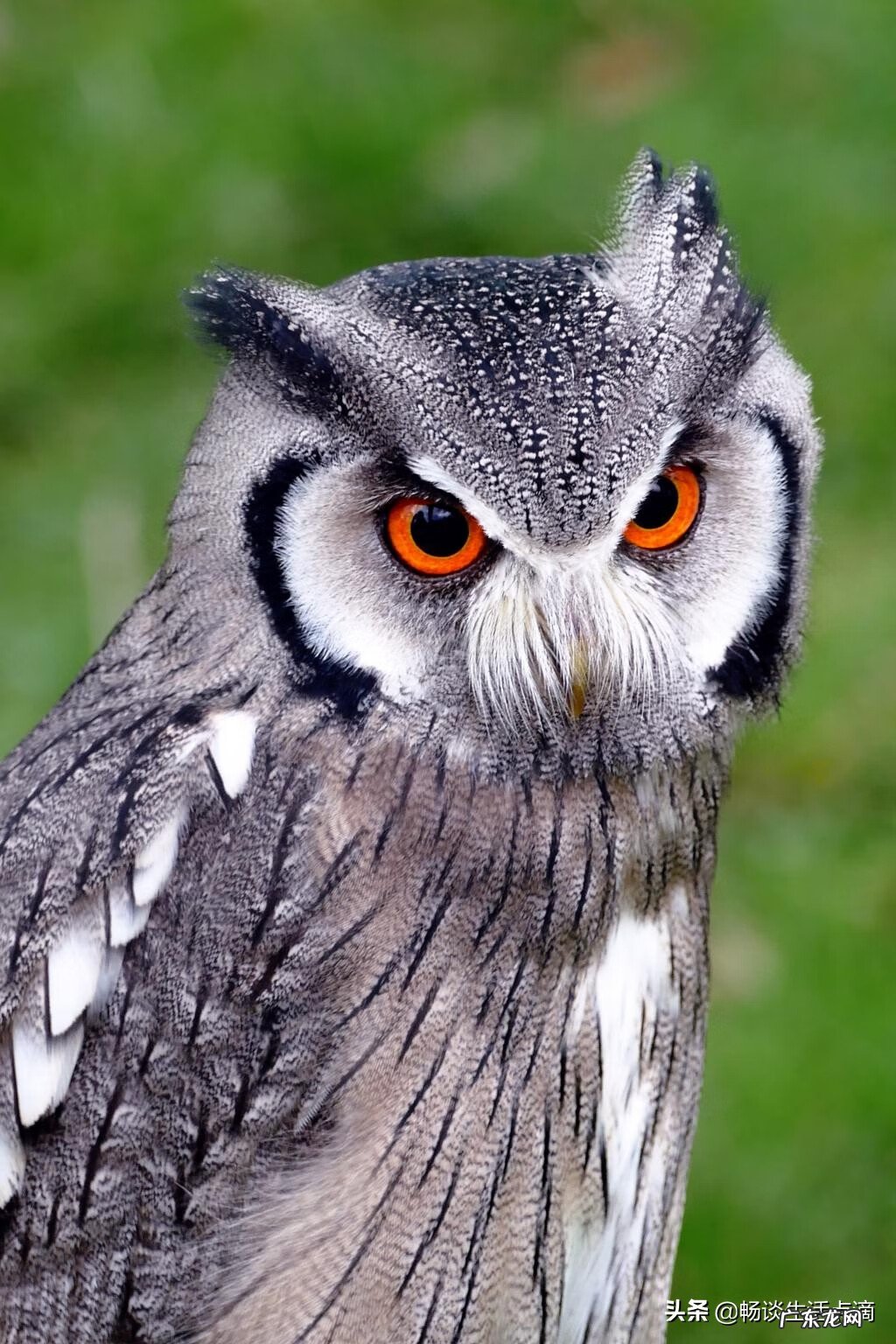 早晨鸟飞进家里的寓意 小鸟飞入家栖息在时钟上风水好吗